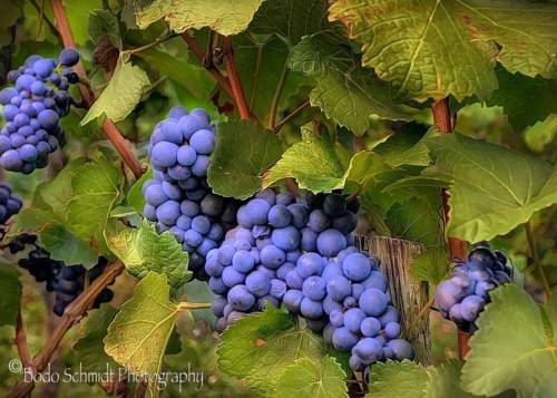 Фотография гостевого дома Chateau Dio