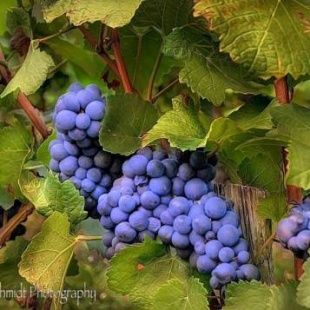 Фотография гостевого дома Chateau Dio