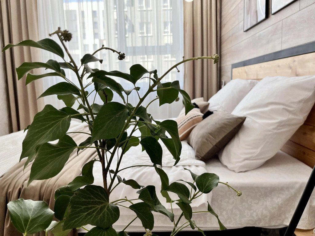 Фотография квартиры Квартира в Тени Инжира