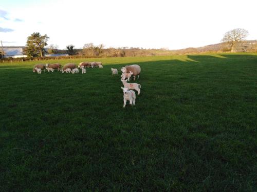 Фотография базы отдыха Conwy Pen Cefn Farm Holiday