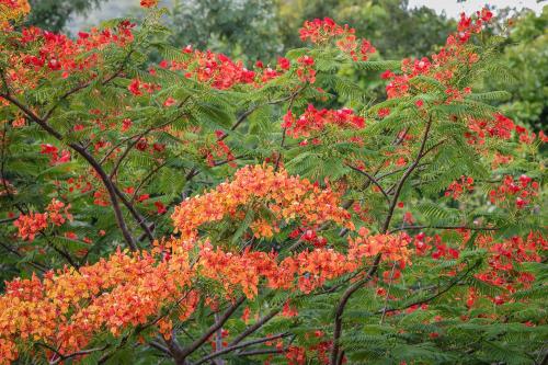 Фотография гостиницы Flamboyant Villas