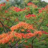 Фотография гостиницы Flamboyant Villas