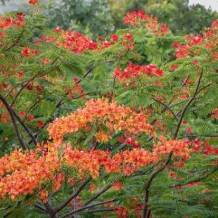 Фотографии гостиницы
Flamboyant Villas