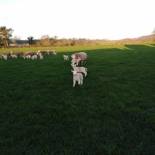 Фотография базы отдыха Conwy Pen Cefn Farm Holiday