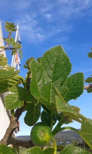 Фотография гостевого дома Guest House Chaves