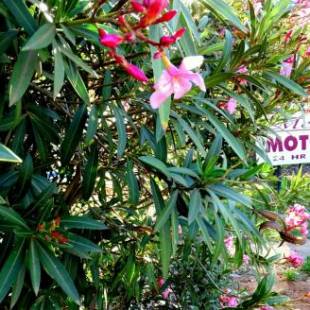 Фотографии мотеля
Mercury motor inn