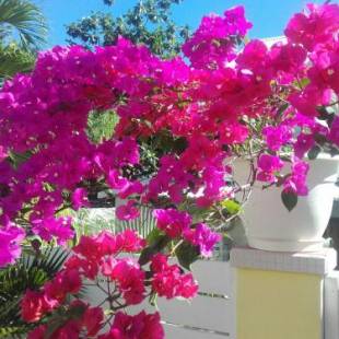 Фотографии гостевого дома 
            Villas Ixora