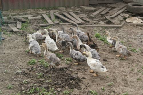 Фотография мини отеля Междуморье