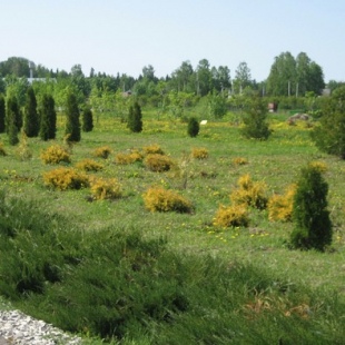 Фотография достопримечательности Дендропарк