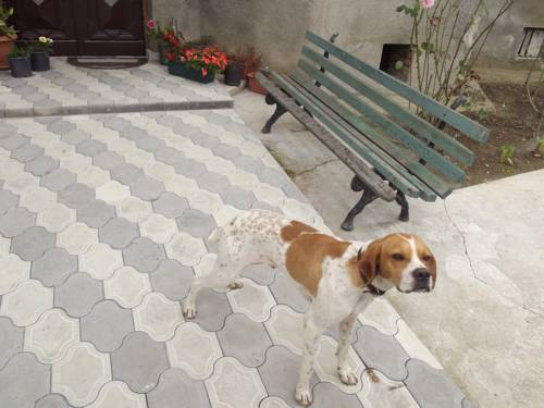 Фотография гостевого дома White Hotel Guesthouse