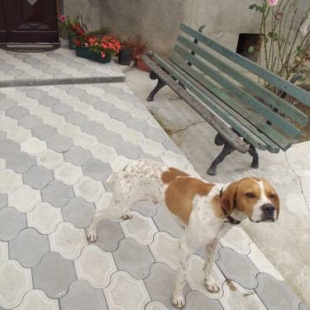 Фотография гостевого дома White Hotel Guesthouse