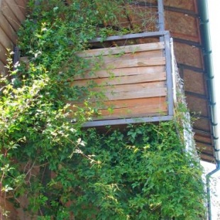 Фотография гостевого дома Грин Вуд