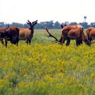 Фотография достопримечательности Биосферный заповедник Аскания-Нова