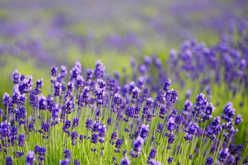 Фотография гостиницы Furano Hops Hotel