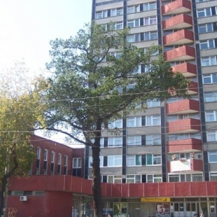 Фотография достопримечательности Двухсотлетняя сибирская лиственница