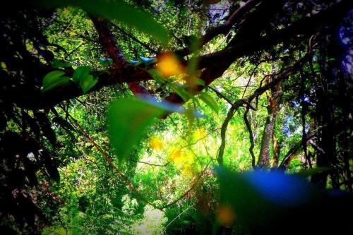 Фотография гостиницы Samadhi Nature Resort