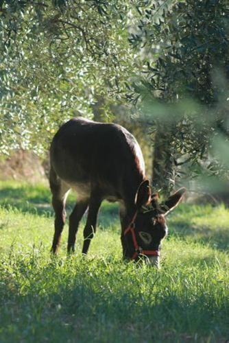 Фотография гостевого дома Agriturismo Podere Zollaio