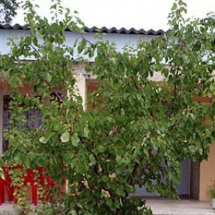 Фотография гостиницы Отдых у Заремы