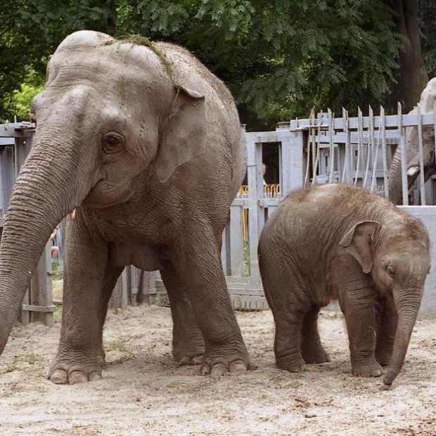 Фотография достопримечательности Одесский зоопарк