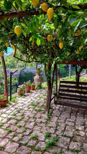 Фотография гостевого дома Il Limoneto degli Angeli