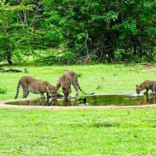 Фотографии базы отдыха
Yala Leopard Mobile Camp