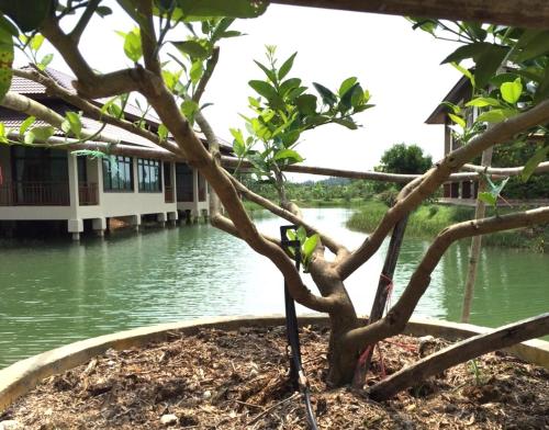 Фотография гостевого дома Lantala Residence