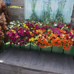 Фотографии мини отеля
Amsterdam Roof Terrace B&B