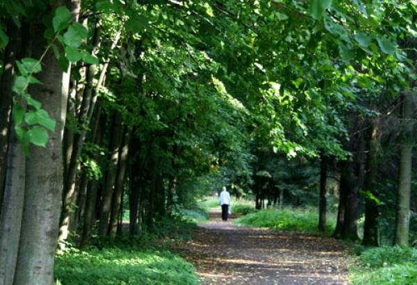 Фотография достопримечательности Липовый сад