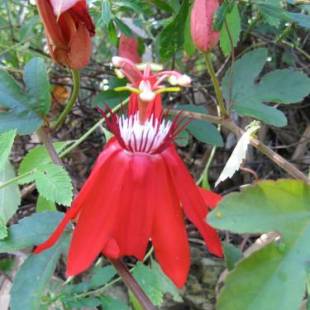 Фотографии гостиницы 
            Hotel Three Monkeys