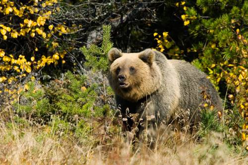 Фотографии мини отеля
Избушка