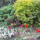 Фотография мини отеля B&B il Patio