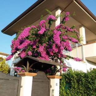 Фотографии мини отеля 
            La Bouganville di Sante e Rosa