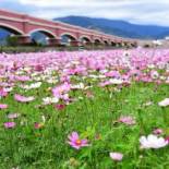 Фотография мини отеля Rose Castle