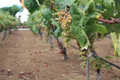 Фотография гостевого дома Chalet Las Viñas