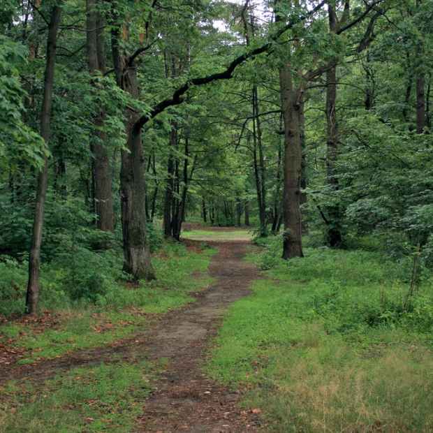 Фотография достопримечательности Томилинский Лесопарк