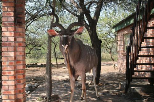 Фотография гостевого дома Bushbaby Eden