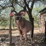 Фотография гостевого дома Bushbaby Eden
