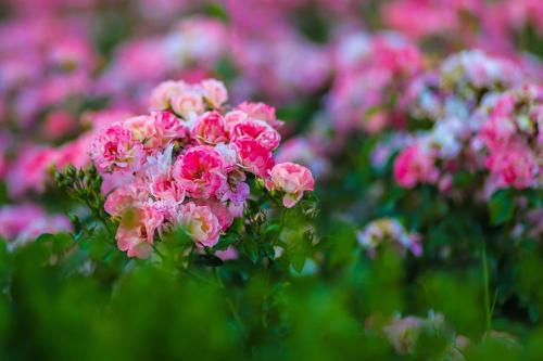 Фотография гостиницы Harmony