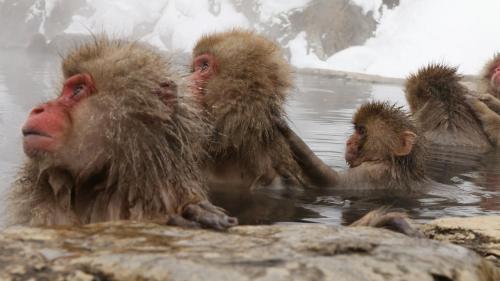 Фотография мини отеля Minshuku Miyama