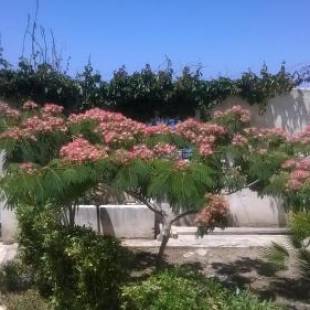 Фотографии гостевого дома 
            DOMUS AUSTRI