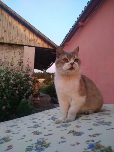 Фотография гостевого дома Лучик света