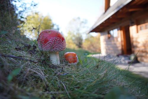 Фотография гостевого дома Chata Vŕšky Terchová