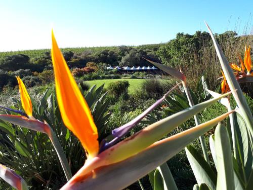 Фотография мини отеля Adrian D'Cap Boutique Manor