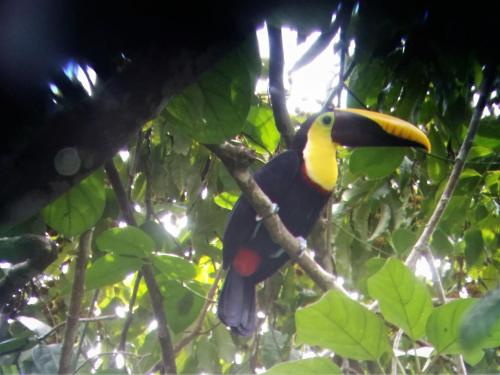 Фотография гостиницы Tucan Hotel