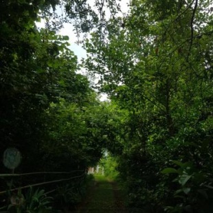 Фотография гостевого дома Guesthouse Eco Chakvi