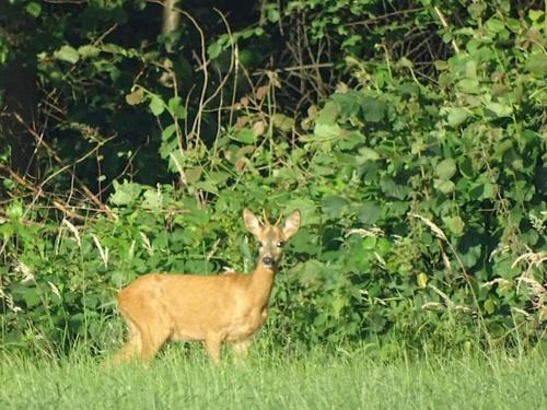 Фотография гостевого дома Twentekiek