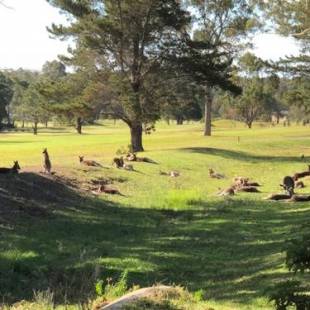 Фотографии мотеля 
            Golf View Motel