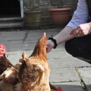 Фотографии мини отеля
Little Tidebrook Farm