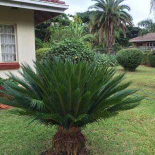 Фотографии мини отеля 
            Palm villa