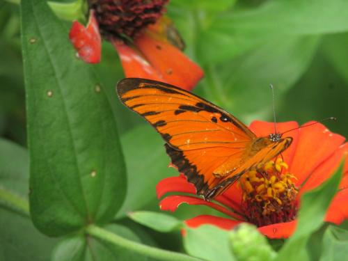 Фотография гостевого дома Passiflora Camp